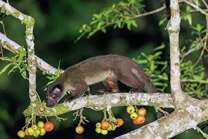 Sabah: small-toothed palm civet