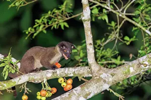 Sabah: small-toothed palm civet
