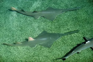 Sawfish: Small-toothed Sawfish