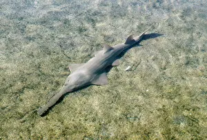 Sawfish: SMALL TOOTHED SAWFISH