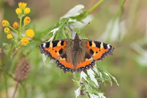 Tortoiseshell: Small Tortoiseshell