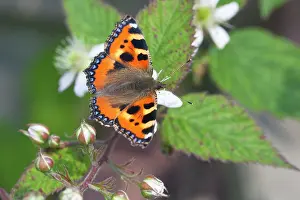 Tortoiseshell: Small Tortoiseshell
