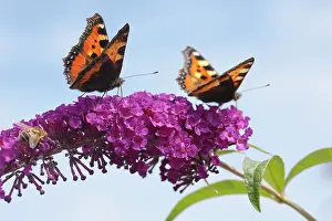 Tortoiseshell: Small Tortoiseshell