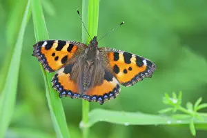 Tortoiseshell: Small Tortoiseshell