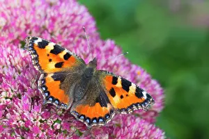 Tortoiseshell: Small Tortoiseshell