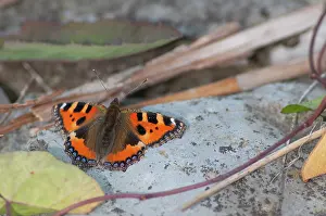 Nieuwe: Small Tortoiseshell