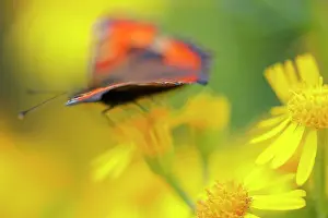 Tortoiseshell: Small Tortoiseshell