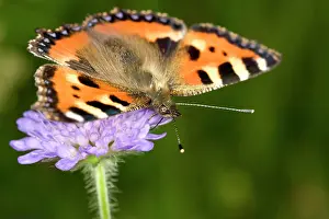 Tortoiseshell: Small Tortoiseshell