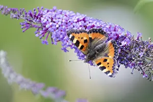 Nectar: Small tortoiseshell (Aglais urticae) sucking nectar on an inflorescence of the common lilac (Syringa vulgaris)