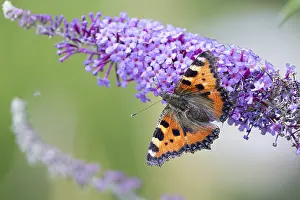 Nectar: Small tortoiseshell (Aglais urticae) sucking nectar on an inflorescence of the common lilac (Syringa vulgaris)
