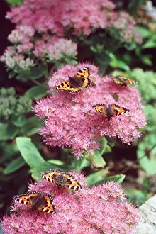 Tortoiseshell: Small Tortoiseshell Butterflies - On Ice Plant