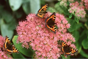 Sedum: SMALL TORTOISESHELL BUTTERFLIES - On ice plant /