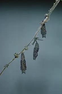 Cycles: Small Tortoiseshell Butterfly - 3 pupa about to split