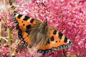 Urticae: Small Tortoiseshell Butterfly
