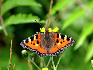 Urticae: Small Tortoiseshell Butterfly