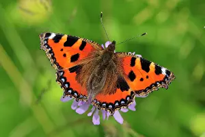 Tortoiseshell: Small Tortoiseshell Butterfly