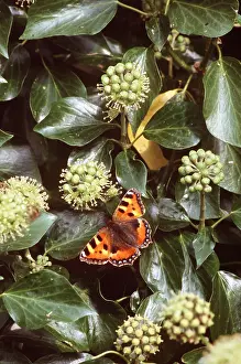 Tortoiseshell: Small Tortoiseshell Butterfly