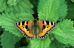 Nettles: Small Tortoiseshell BUTTERFLY - from above, with wings open