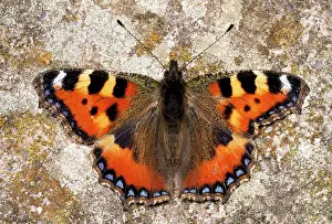 Tortoiseshells: Small Tortoiseshell Butterfly - asymmetrical wings