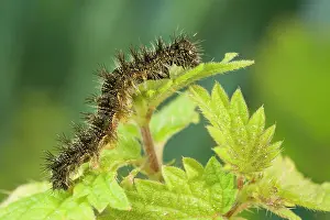 Urticae: Small Tortoiseshell Butterfly caterpillar on nettle