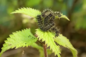 Urticae: Small Tortoiseshell Butterfly caterpillars group