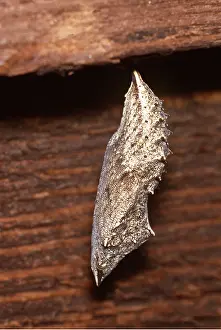 Pupae: Small Tortoiseshell Butterfly - Chrysalis / Pupa