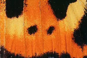 Urticae: Small Tortoiseshell Butterfly - close-up of scales