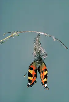 Tortoiseshells: Small Tortoiseshell Butterfly - drying wings after