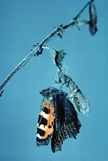 Cycles: Small Tortoiseshell Butterfly - drying wings