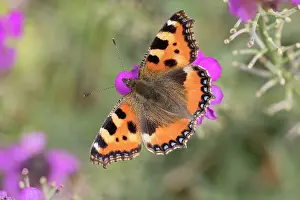 Tortoiseshell: Small tortoiseshell butterfly feeding on erysium