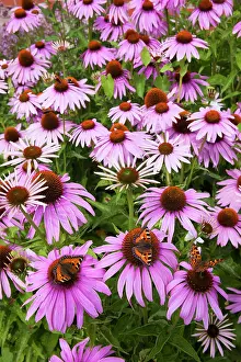 Urticae: Small Tortoiseshell Butterfly - feeding on Rudbekia