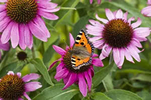 121118: Small Tortoiseshell Butterfly - feeding on Rudbekia