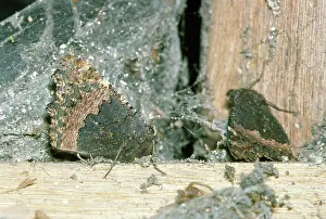 Tortoiseshells: Small Tortoiseshell Butterfly - hibernating