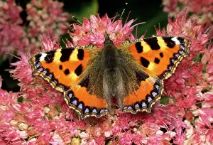 Sedum: Small Tortoiseshell Butterfly - on ice plant