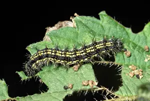 Urticae: Small Tortoiseshell BUTTERFLY - larva / caterpillar