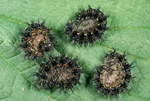 Tortoiseshells: Small Tortoiseshell Butterfly Larva - four curled up on leaf