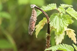 Urticae: Small Tortoiseshell Butterfly pupa