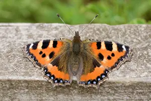 Urticae: Small Tortoiseshell Butterfly - at rest on fence