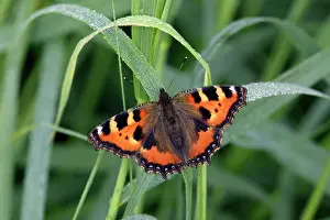 Tortoiseshells: Small Tortoiseshell butterfly - resting on dew covered grass