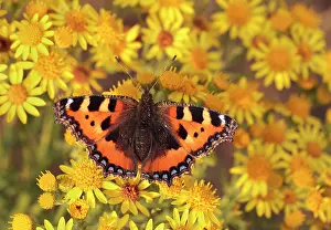 Tortoiseshell: Small Tortoiseshell Butterfly - resting and feeding