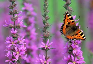Tortoiseshells: Small Tortoiseshell Butterfly - resting on Purple