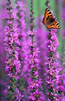 Tortoiseshells: Small Tortoiseshell BUTTERFLY - resting on Purple