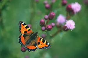 Tortoiseshells: Small Tortoiseshell BUTTERFLY - resting on thistle