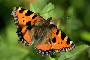 Tortoiseshell: Small Tortoiseshell Butterfly - sucking nectar in summer