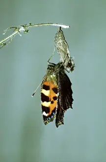 Cycles: Small Tortoiseshell Butterfly - suspended from pupa