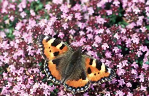 Thyme: Small Tortoiseshell Butterfly - on thyme