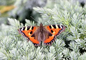 Juniper: Small Tortoiseshell Butterfly - Wings open basking