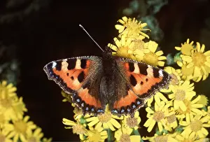 Tortoiseshell: Small Tortoiseshell Butterfly - On yellow flowers