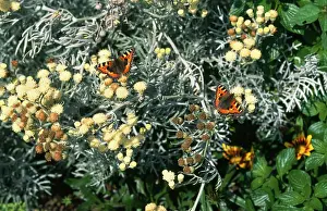 Senecio: Small Tortoiseshell - on senecio