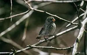 Camarhynchus: Small Tree-finch - female